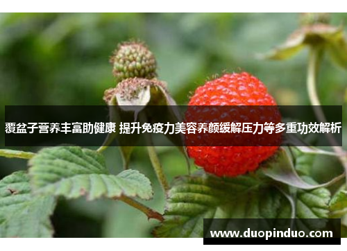覆盆子营养丰富助健康 提升免疫力美容养颜缓解压力等多重功效解析